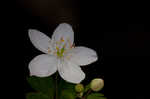 Eastern false rue anemone